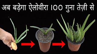 Trick to grow Alovera 100 time faster || ऐलोवीरा को 100 गुना तेज़ी से बड़ाने की ट्रिक