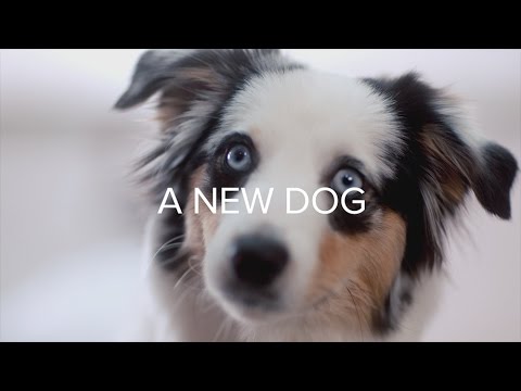 Dear Diary: A New Dog