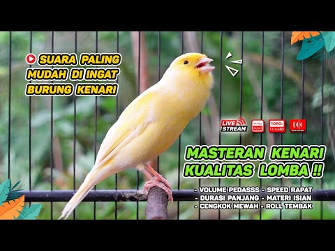 kenari gacor panjang Cuit Cuit EMOSI, Pancingan Kenari Paud Belajar Bunyi, terapi AMPUH Kenari MACET