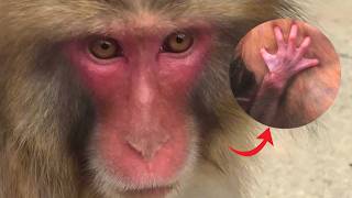 Abandoned Snow Monkey Vs 3 Newborns - Punchs Lonely Fight For Survival.