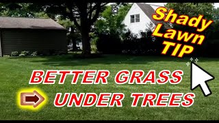 Tips for shady lawns - How to keep better grass under trees
