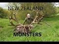New zealand monster stags