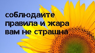 как правильно вести себя в жару, чтобы выжить