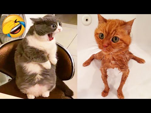 Cute Cats And Dogs That Will Make You Laugh 🥰 - Funny Animals Compilation #4 😂