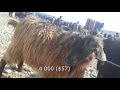 Скотный рынок, Фуркат | 25.02.18 | 🐐  цены на коз