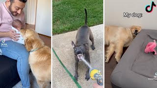 Funny TikTok Dogs That Will Make You Smile