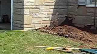 Pulling Stumps 1