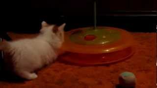 Aytasi Cattery Turkish Van Kittens ~ Red Boy by Carol Edquist 106 views 11 years ago 35 seconds