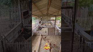 #meugalinheiro #galinhacaipira #frango #chickens