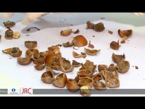 ფაროსანას გავლენა თხილის ხარისხზე 12 09 18