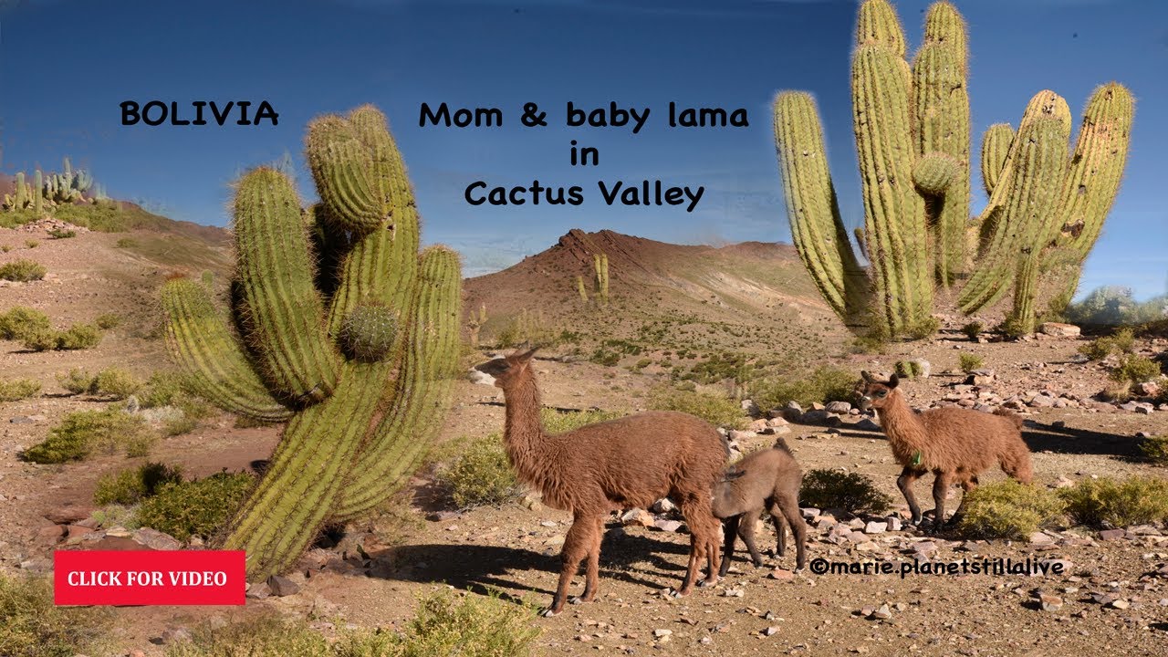 Bolivia - Baby Lama in Cactus Valley