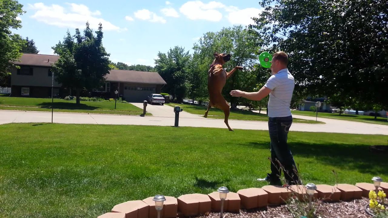 Dog Jumping Very High YouTube