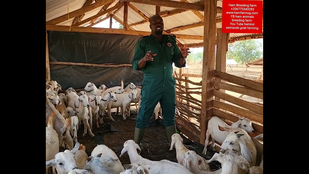 Goats kids routine management (see healthy kids and energetic at your farm)