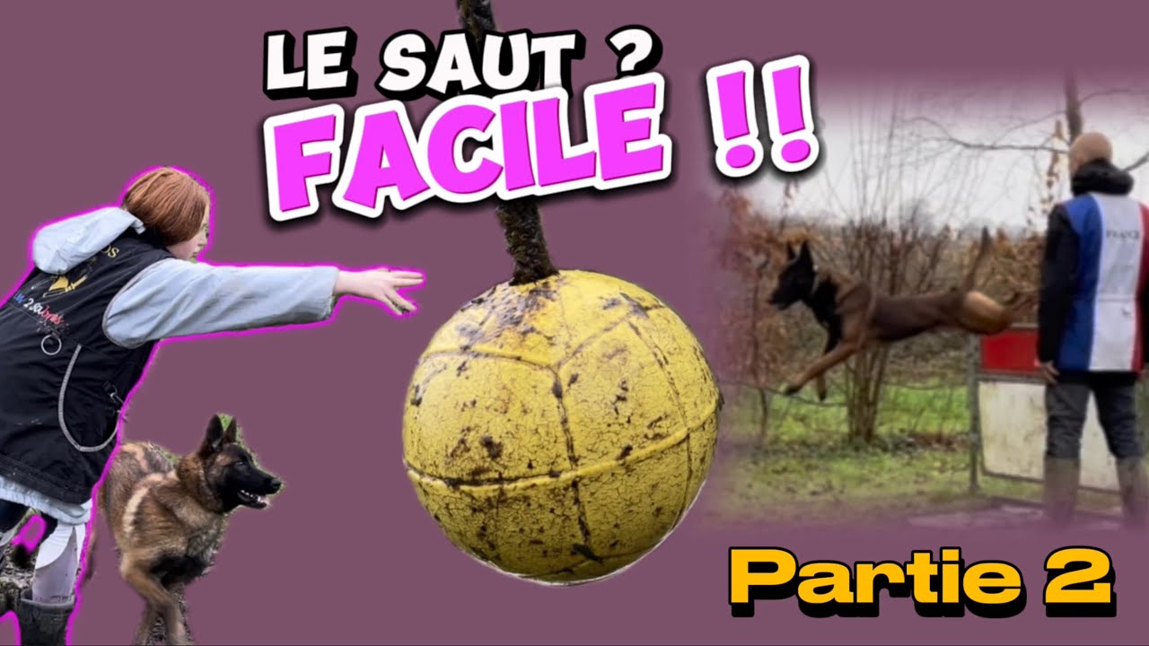 Faire sauter son chien est à la portée de tous - une communication