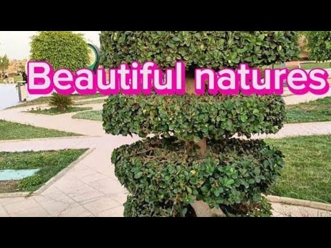 Beautiful flowers and Trees