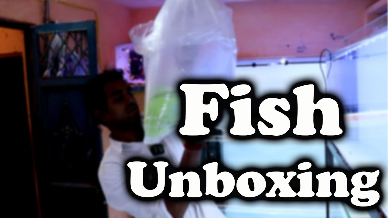 🔶Wholesale Aquarium fish Unboxing in ghaziabad aquarium shop in delhi