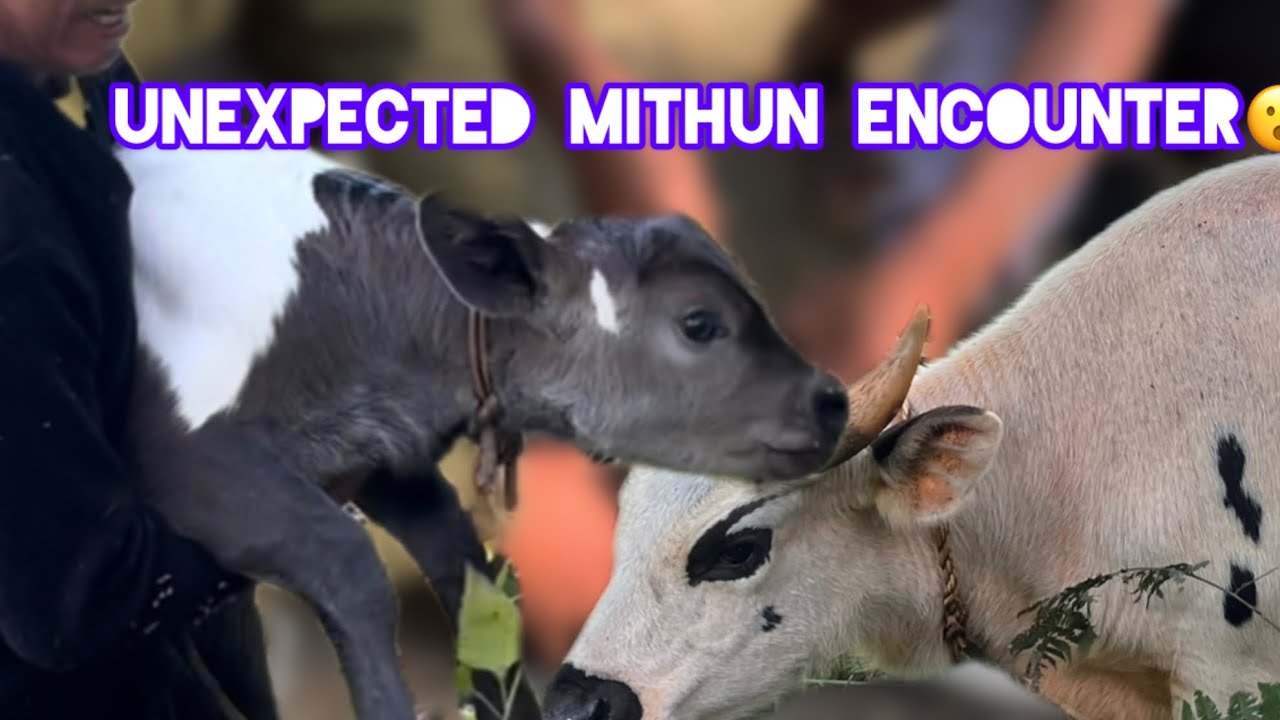 UNEXPECTED MITHUN  ENCOUNTER 😮 | BEETLE HUNT GONE WRONG ||Northeastindia ||Hometown ||village 