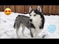 Husky Plays In Snow First Time This Winter | Our Snow Dog