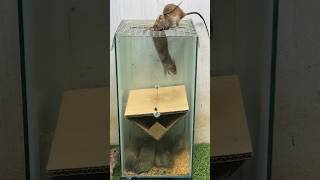 Best Mouse Trap Idea/Best Trap At Home #Rattrap