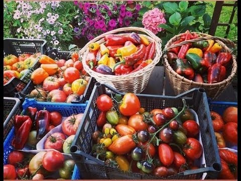 Собираю урожай в теплице - 13 июля и через 3 дня -18 июля 2018/Огурцы в ногах томатов