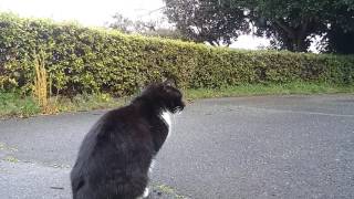 公園で野良猫を撮っていたら別の野良猫がカメラに写りに来た