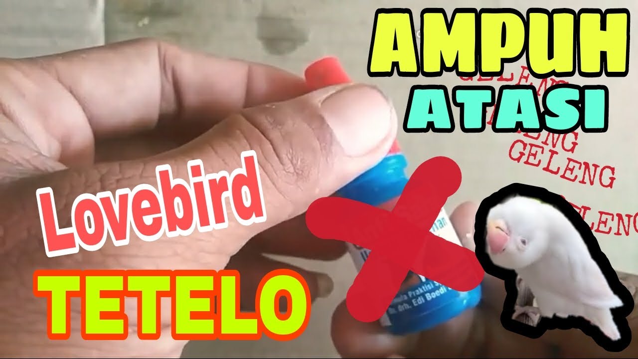 Cara Mengatasi Burung Lovebird Geleng Geleng Atau Tetelo Youtube