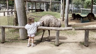 A Touch Of Love At Sydney Zoo Kangaroo & Emu