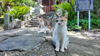 まるで守り神!? 坂の上の神社に住む猫たちが可愛すぎて帰れない…