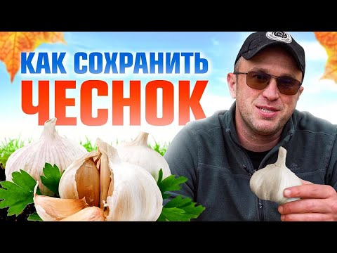 5 правил хранения чеснока. Как сохранить чеснок после выкопки?