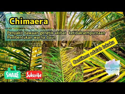 Penyakit Genetik Chimaera atau chimera