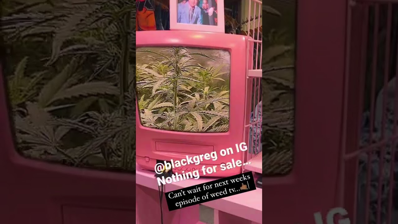 Money trees, but nothing for sale.