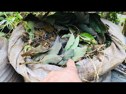 Vídeo: Materiais do saco de compostagem: como fazer um saco de compostagem