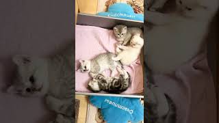 British kittens of cat 🐈 Kylie 👸 1 month old. Британским котятам кошки Кайли 1 месяц.