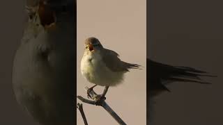 De zang van een tjiftjaf #birds #wildlife #vogel #vogelvideo #birdsounds #natuurmetpeter #nature