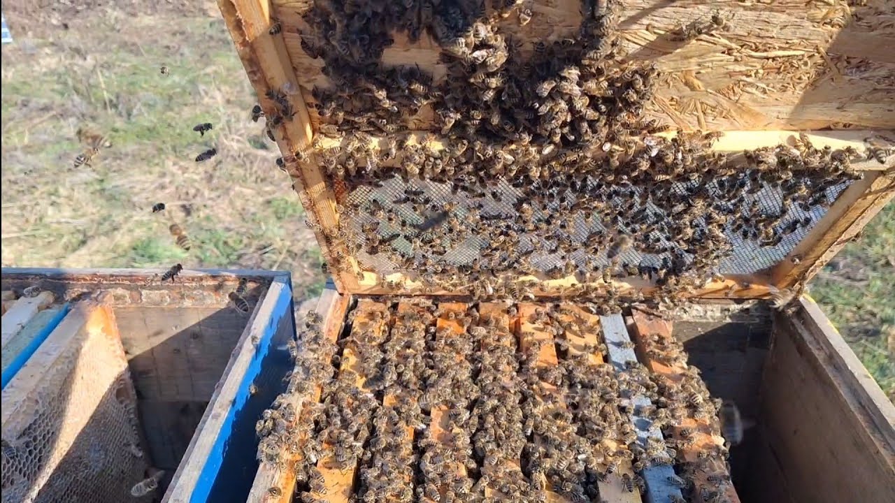 8 feb 26 - Prezența...astia sunt, cu astia defilam. 👋