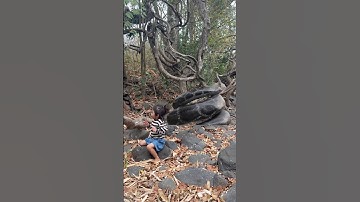 #short Big Anaconda Snake on Video 1 🐍 #snake #shorts #anaconda #python