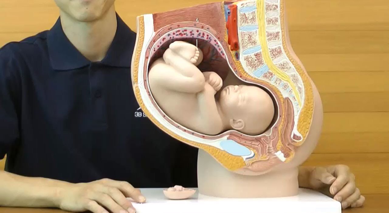 妊娠40週の骨盤を矢状断した模型 子宮内の胎児位置の確認に L Youtube