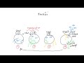 Class II Anti-Dysrhythmics Beta Blockers