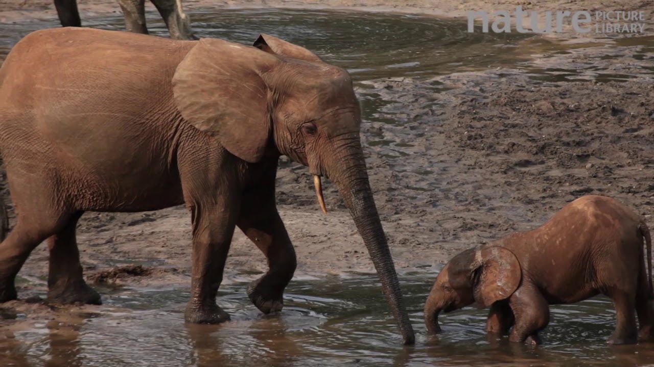 footage of chernobyl Female African forest elephant and calf kneeling and drinking from mineral pool, Zanga-Ndoki Nationa