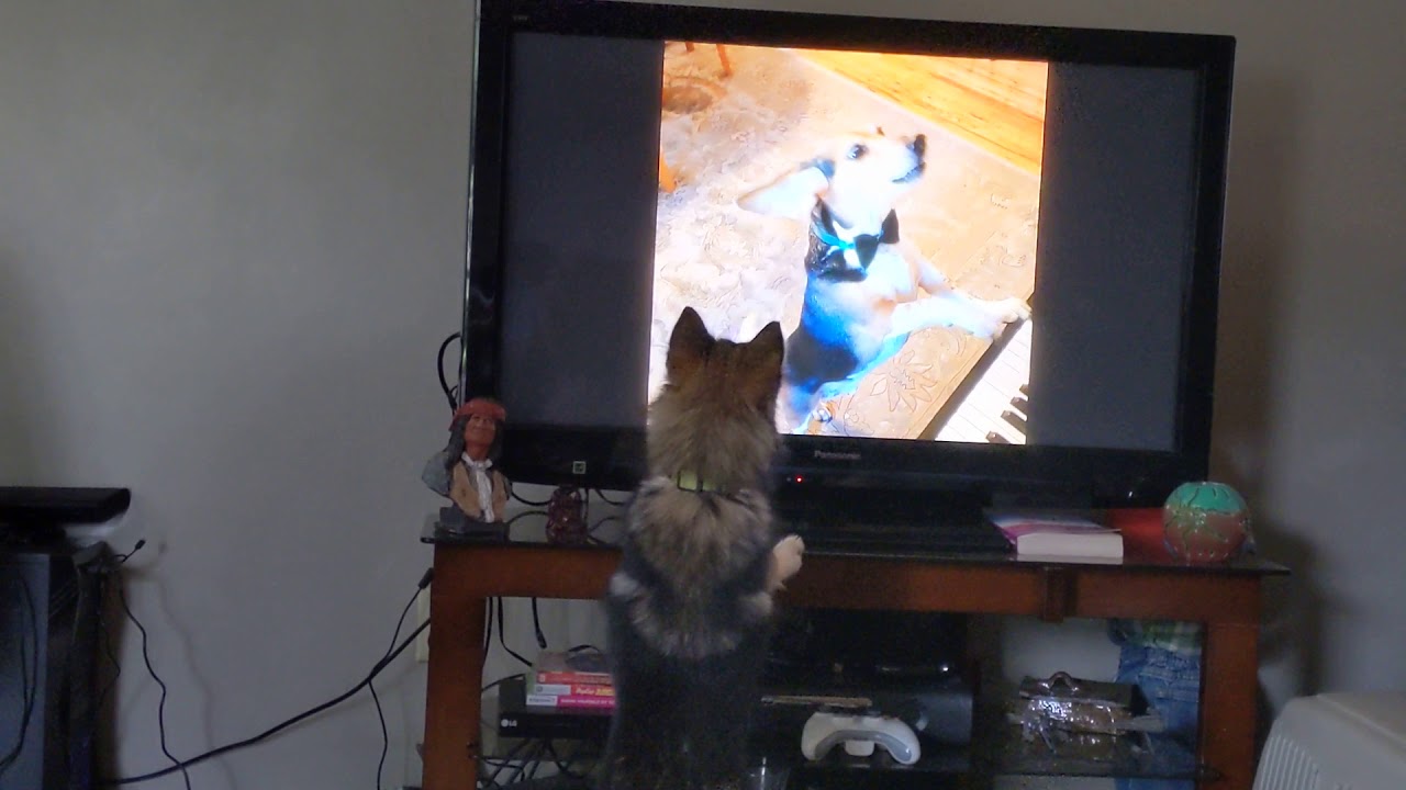 Ralph the Pomsky sing-along with Buddy Mercury