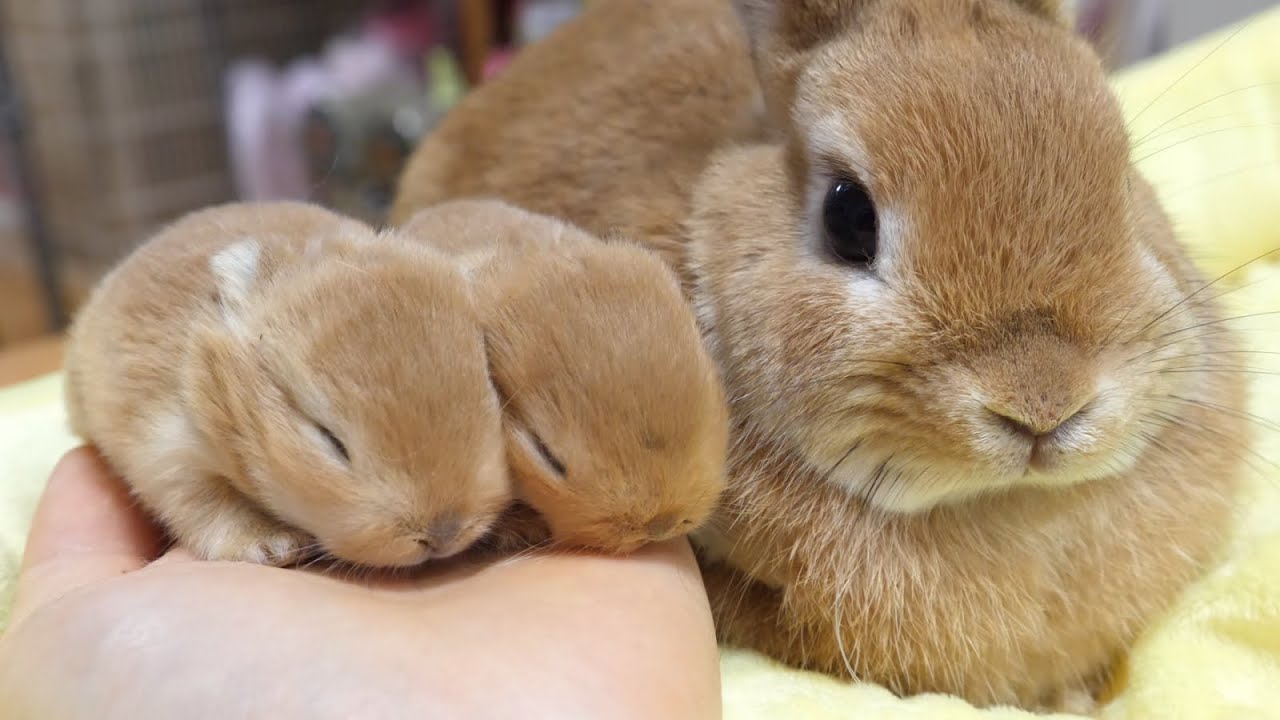 大人気カラーのうさぎの親子がかわいすぎた ネザーランドドワーフ Youtube