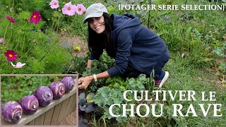 Le CHOU RAVE au Potager!! Quelle variété? Résultat Récolte?