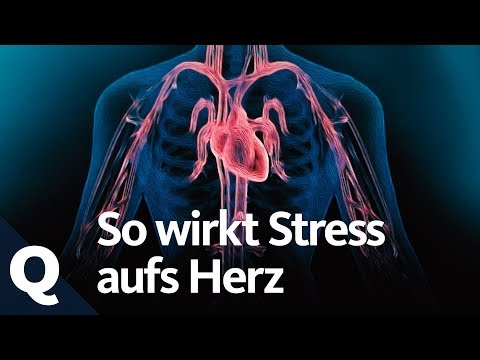 Wie Stress dein Herz krank macht | Quarks
