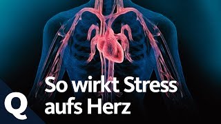 Wie Stress dein Herz krank macht | Quarks