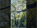 実は『春よ、恋』の英語タイトルは..Crush on you ! #the shes gone #春 #桜 #バンド #歌詞