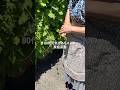 夏野菜が元気に育っています♪|80代元気ばあちゃんの家庭菜園|ゴーヤ・トマト・ピーマン等々#家庭菜園 #夏野菜