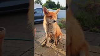Wild Fox Looking Regal And Proud