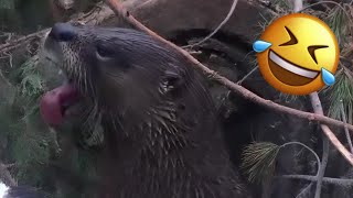 Funny Animals 2024  |  A Fluffy Animal Adventure! | Funny Video: Part 31