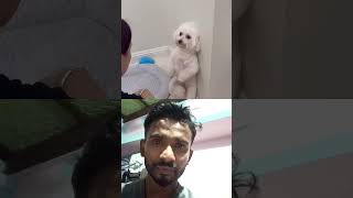 so cute puppy 🐕🤗❤️😘 #love #cute #youtube #viralvideo #dog #video #youtubeshorts #trending
