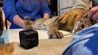 W@HR SUNDAY SEDATING AND VACCINATING A JUVENILE BOBCAT